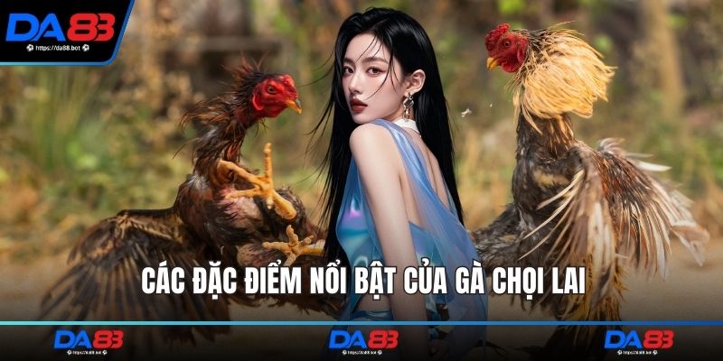 Các đặc điểm nổi bật của gà chọi lai