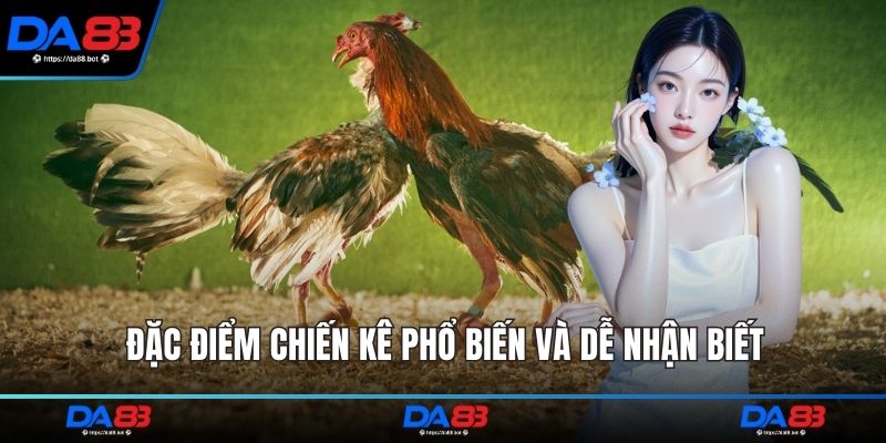 Đặc điểm chiến kê phổ biến và dễ nhận biết